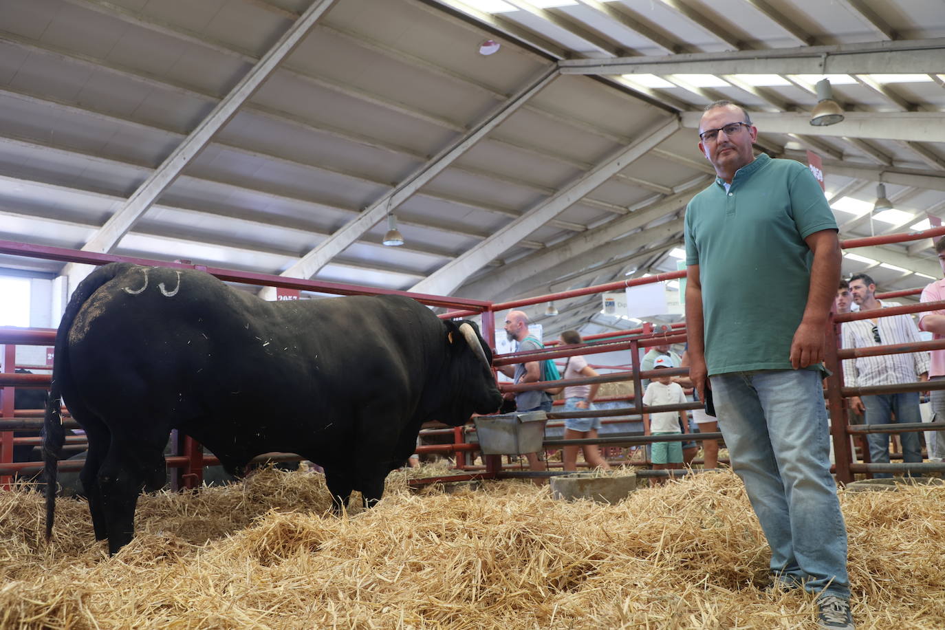 'Pedro', de la ganadería Julián Jiménez, campeón de la raza avileña.