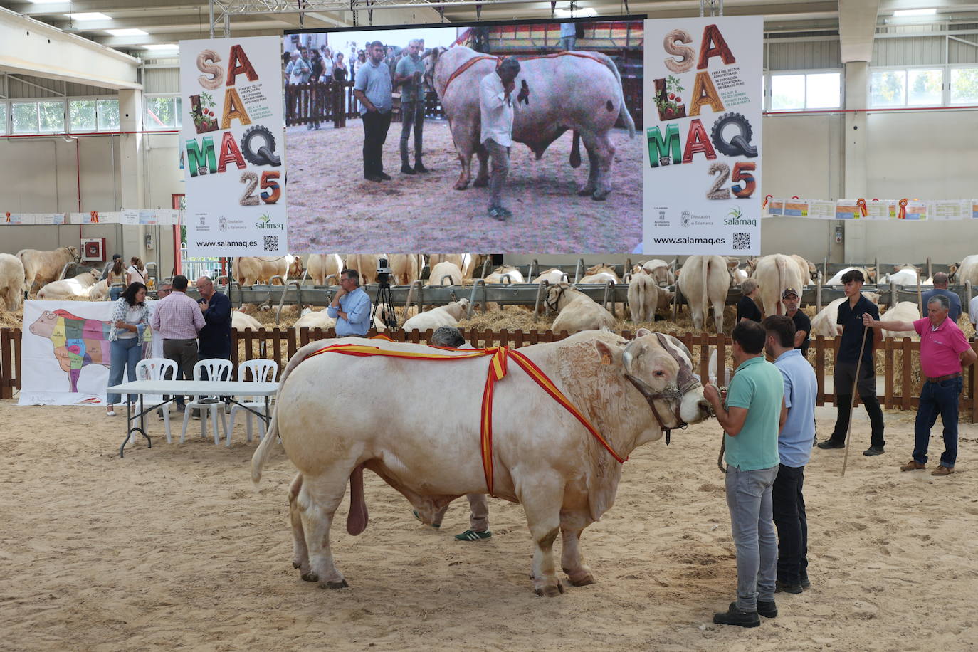 Las mejores imágenes con las que despedir el último día de &#039;Salamaq 2025&#039;