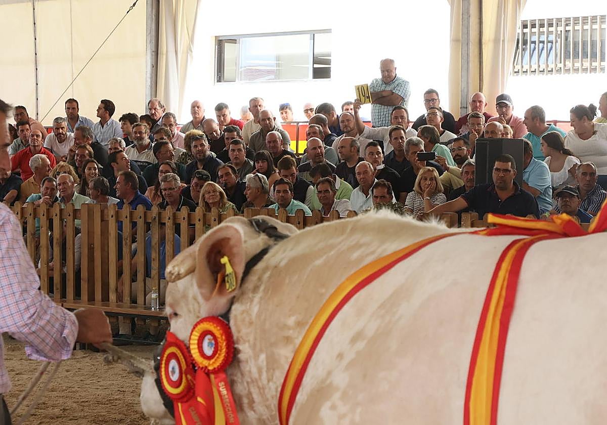 Imagen de la subasta de vacuno de hoy.