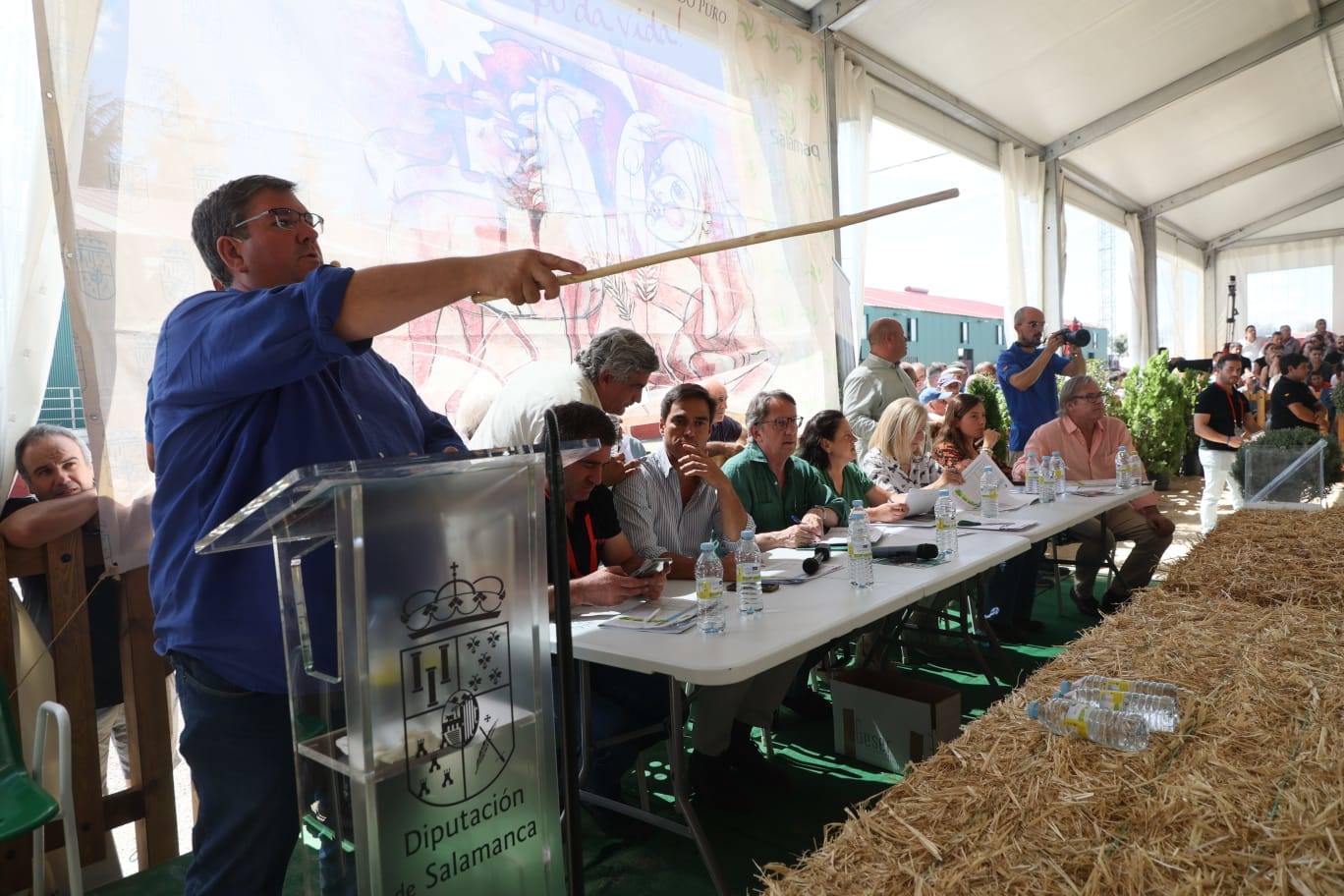 Éxito rotundo en la subasta de vacuno de &#039;Salamaq 2025&#039; por los numerosos ejemplares vendidos por encima de los 6.000 euros