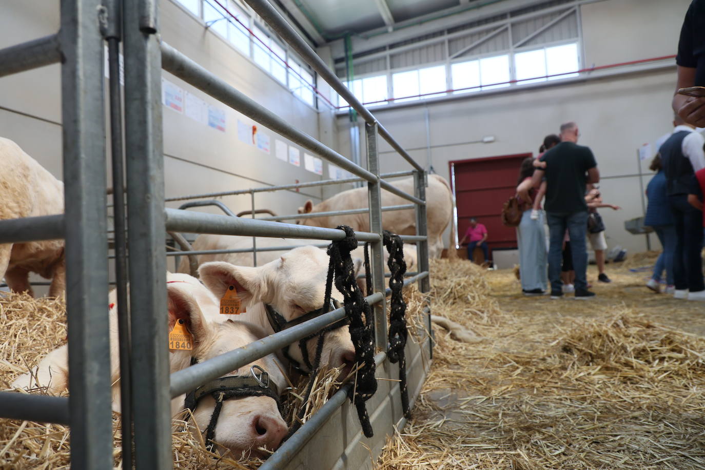 Las mejores imágenes con las que despedir el último día de &#039;Salamaq 2025&#039;