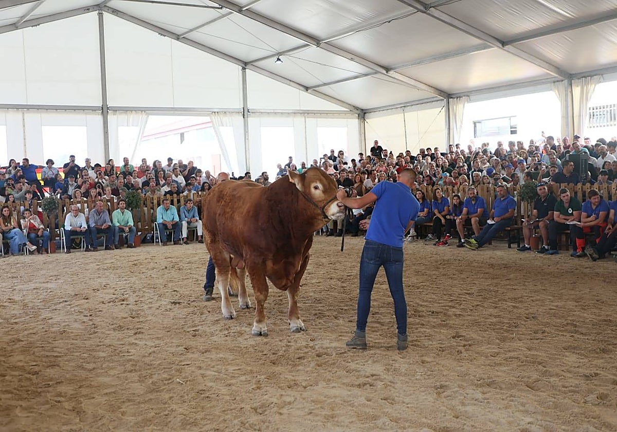 Éxito rotundo en la subasta de vacuno de &#039;Salamaq 2025&#039; por los numerosos ejemplares vendidos por encima de los 6.000 euros