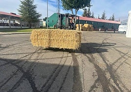 Consulta los precios y cotizaciones de la Lonja de Salamanca de este lunes 8 de septiembre