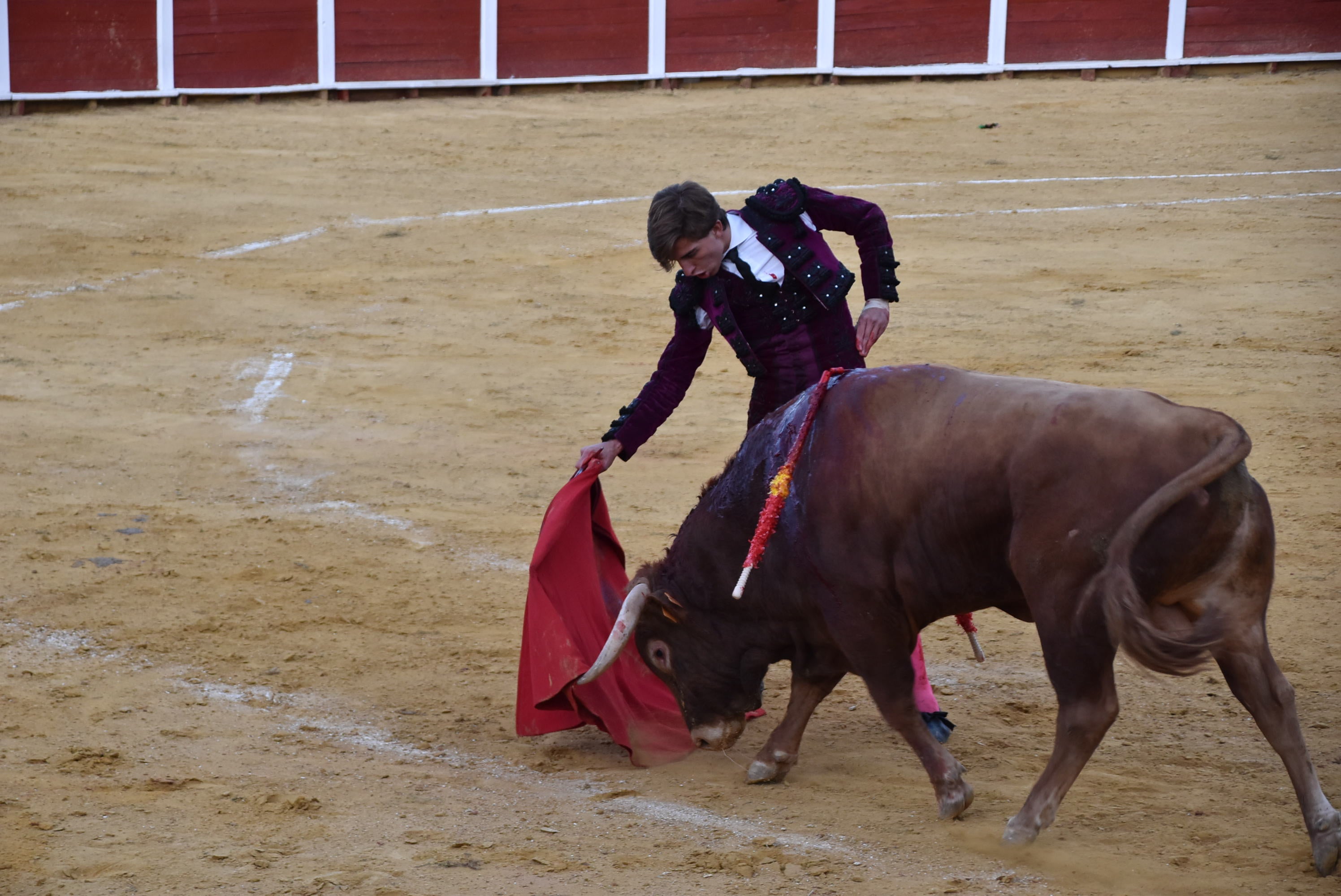 Puerta grande para Castaño, Diosleguarde y Julio Norte en la plaza de toros de Béjar