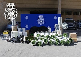 Plantas de marihuana y otros efectos intervenidos durante la operación de la Policía Nacional en Las Torres.