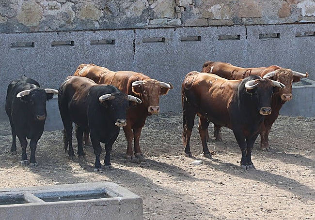 Los novillos de Montalvo, en los corrales de La Glorieta.