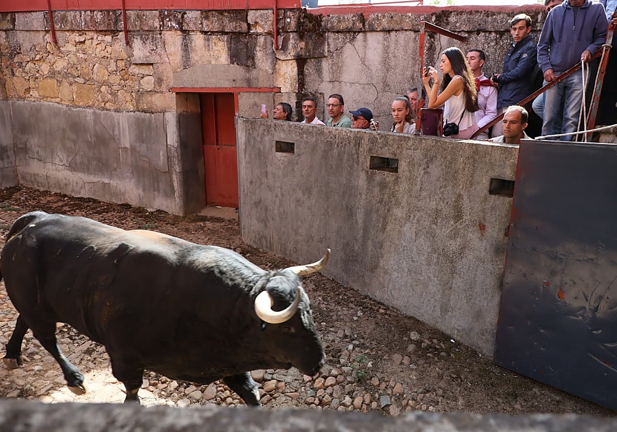 Gitanito, segundo toro del función camino de los chiqueros tras el sorteo de este sábado.