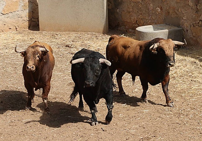 Tres de los toros de Garcigrande que se lidiarán hoy, en los corrales de La Glorieta.