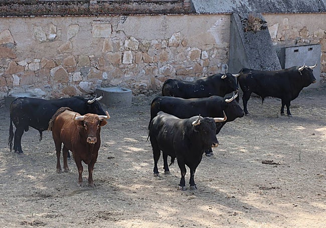 Los toros de Vellosino en los corrales de La Glorieta.