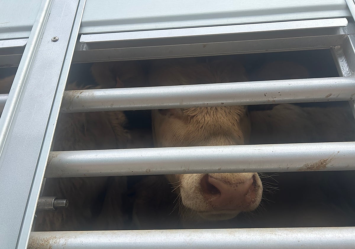 Un ternero, en un camión.