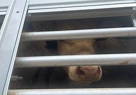 Un ternero, en un camión.