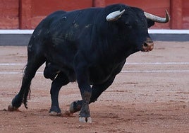 Buenasuerte, número 61, de 563 kilos, el toro indultado en el coso de La Glorieta, nada más salir al ruedo.