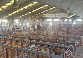 Mercado con prácticamente todos los corrales de la nave principal (y única abierta) ocupados.