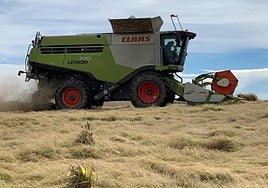 Una imagen de recolección en septiembre.