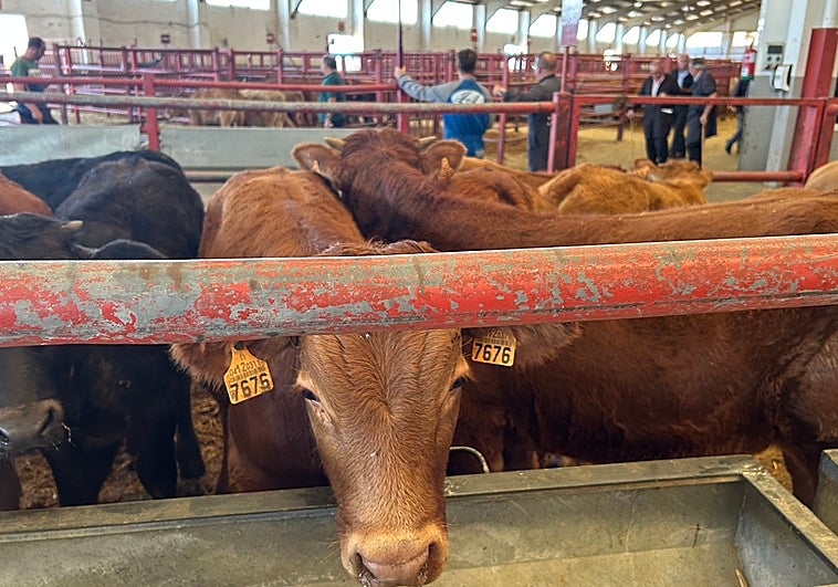 Imagen del mercado de ganados de este lunes, con 1.085 ejemplares.