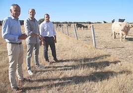 Rubén Serrano, Ignacio Mulas y Eloy Ruiz, en la explotación extensiva de Carrascal de Barregas.