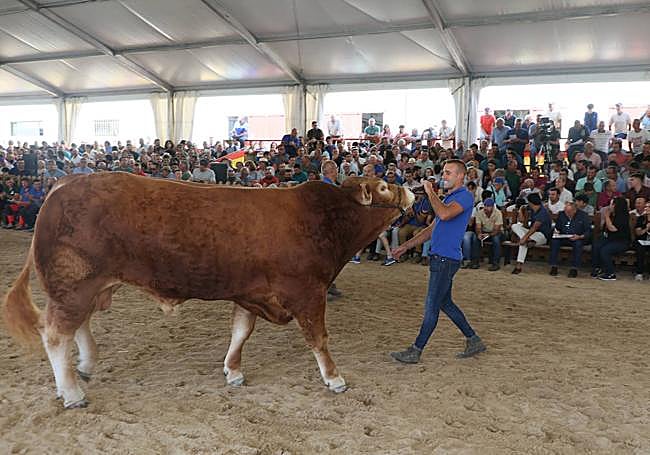 El toro limusín Urdangarín.