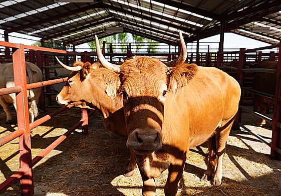 Vacas, en el mercado de ganado de Salamanca.