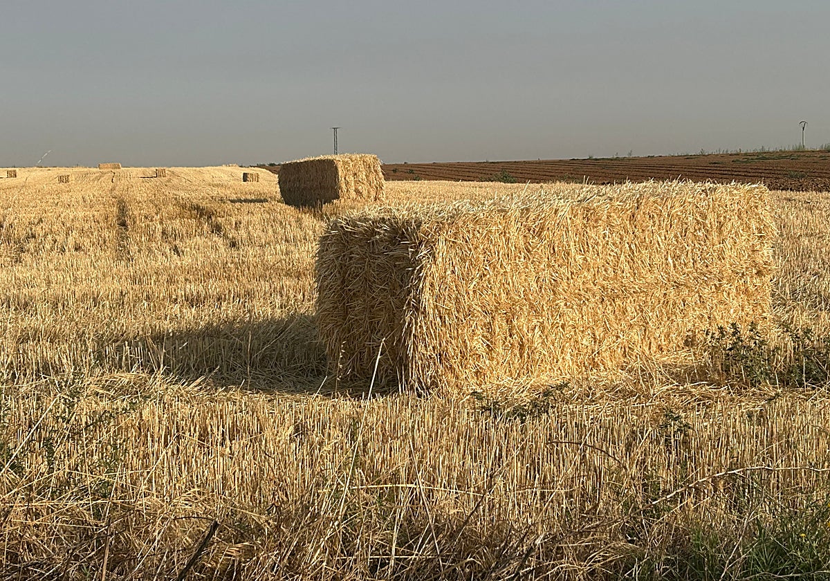 Paja, en una parcela de cereal, sin recoger.