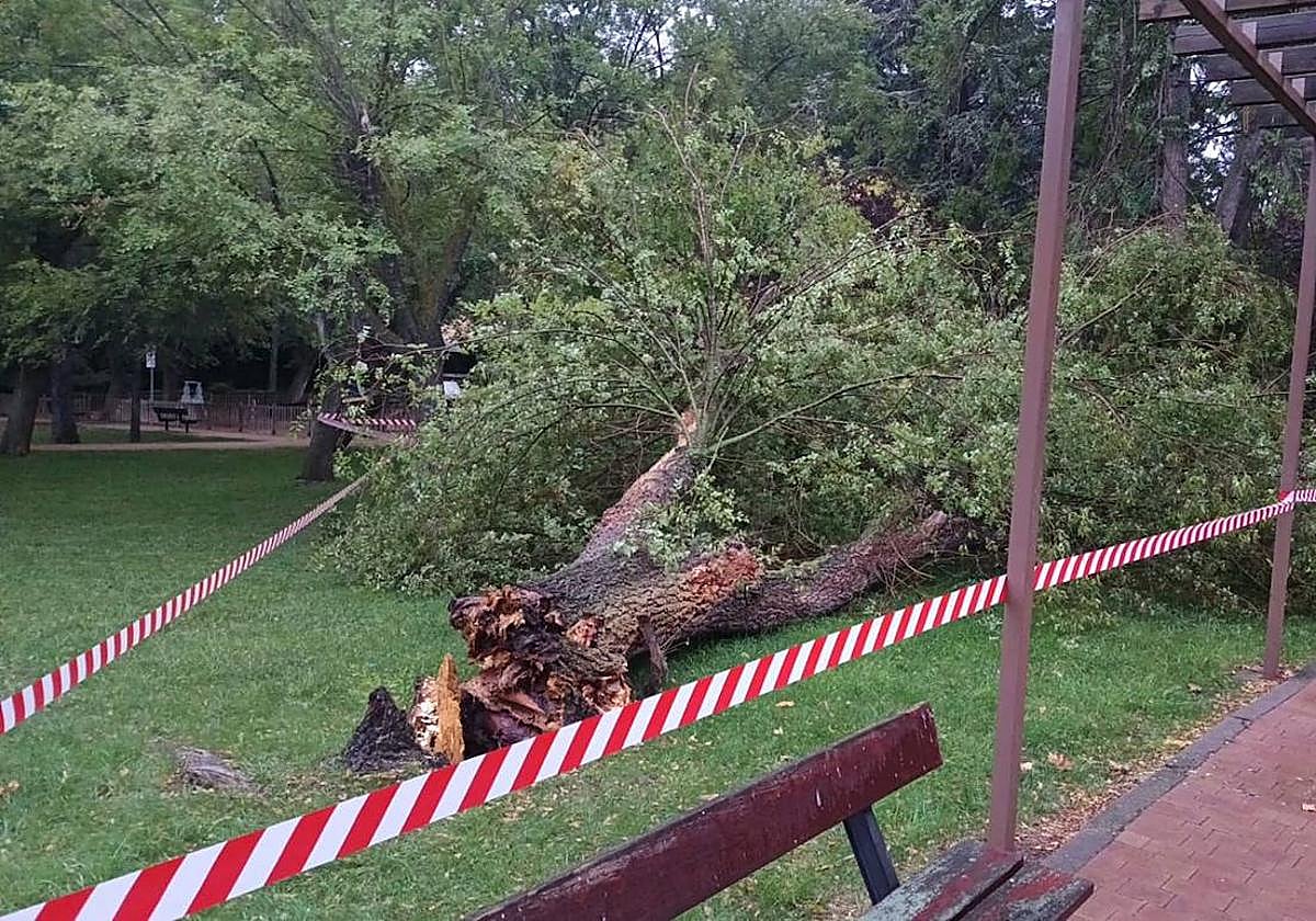 Imagen del árbol caído en el Parque de los Jesuitas.