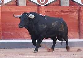 Buenasuerte, en sus primeros pasos en el ruedo de La Glorieta el pasado 14 de septiembre.
