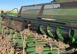 Comenzó la cosecha de girasol en Salamanca.