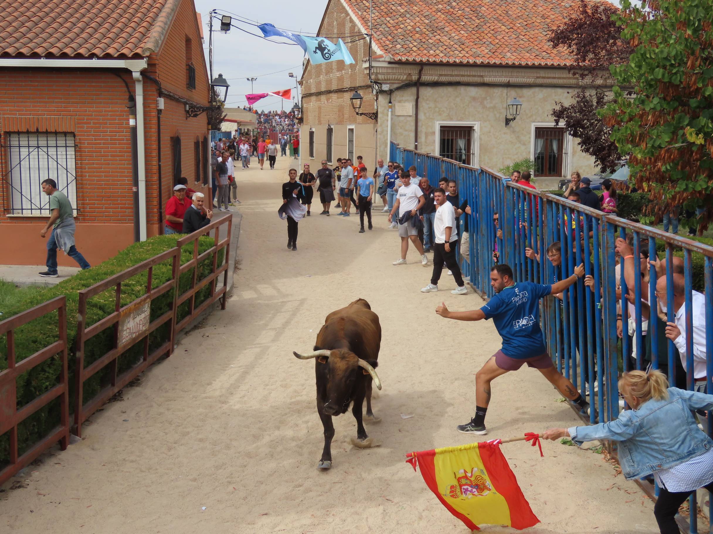 Bravura taurina en los encierros de Tarazona