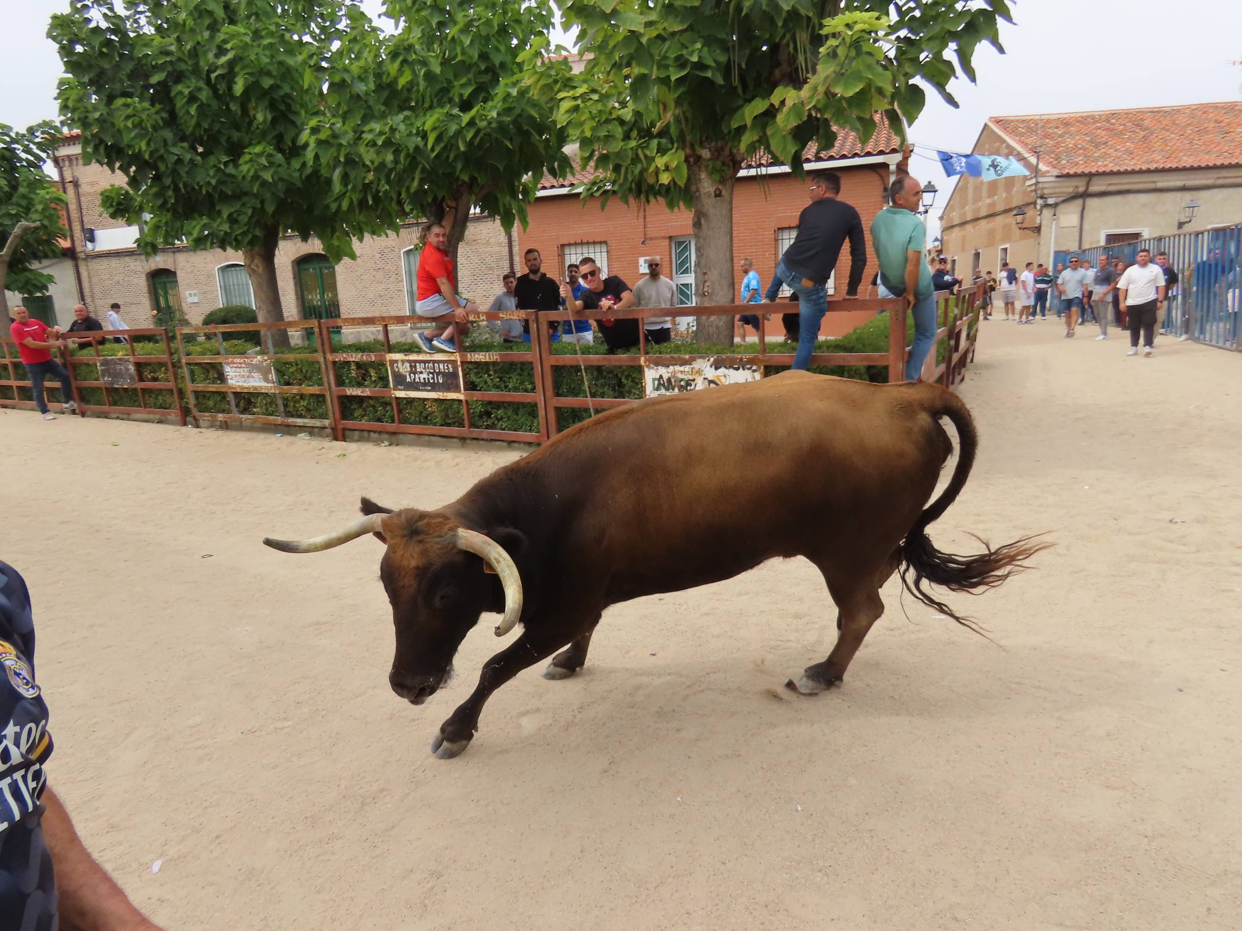 Bravura taurina en los encierros de Tarazona