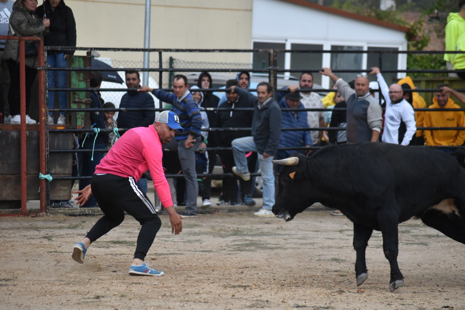 Riesgo y emoción en Santiz durante la esperada capea con vaquillas y un novillo