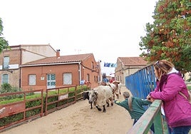 Bravura y encuentros en Tarazona de Guareña