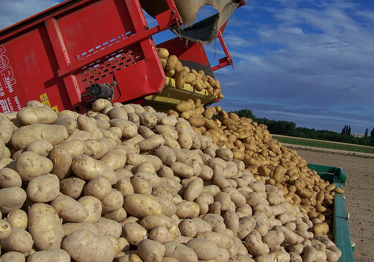 Patatas recién cosechadas, en un remolque.