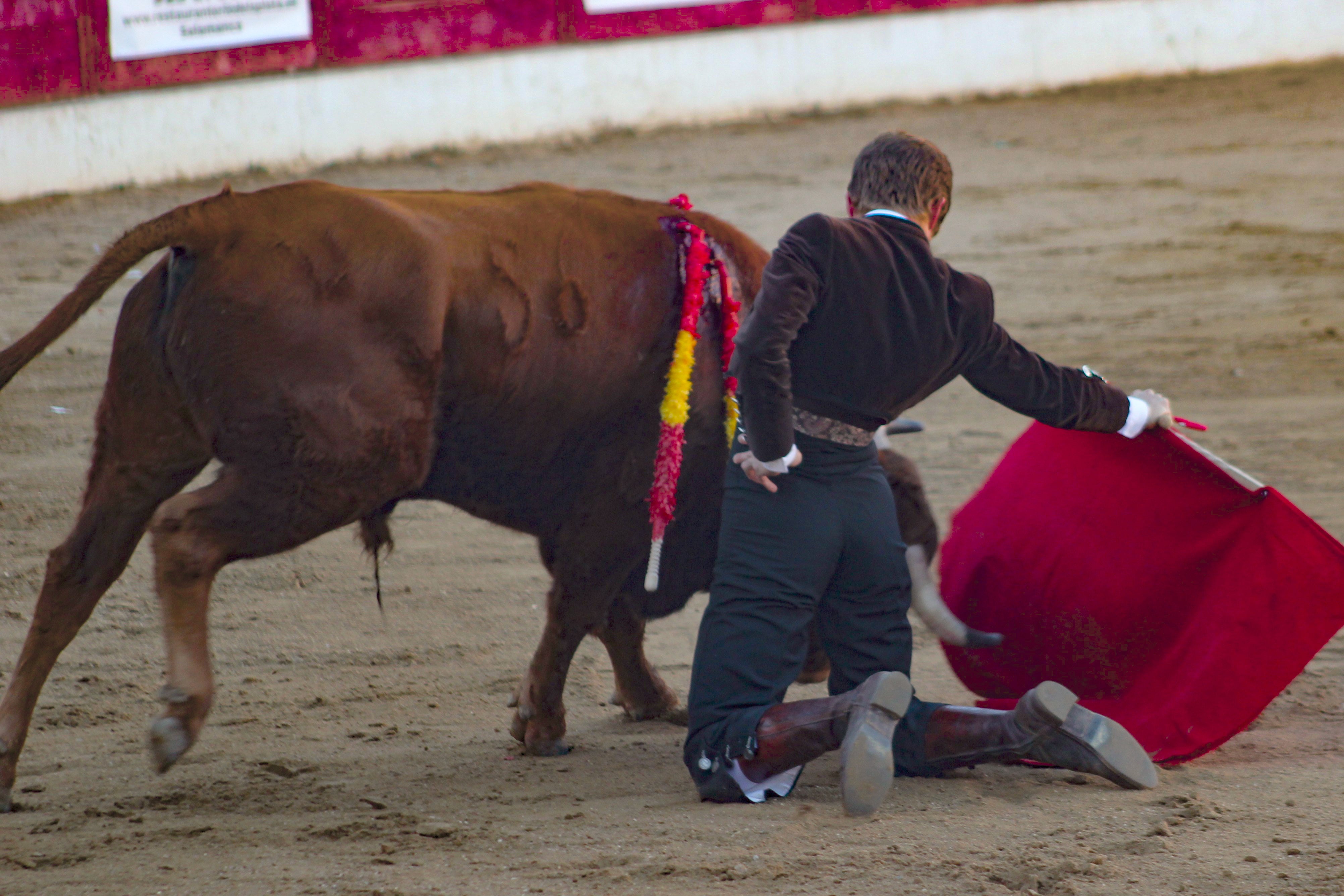 El festival taurino de Aerscyl, en imágenes