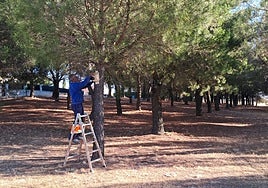 Un operario del Ayuntamiento de Alba instalando una de las cajas nido.