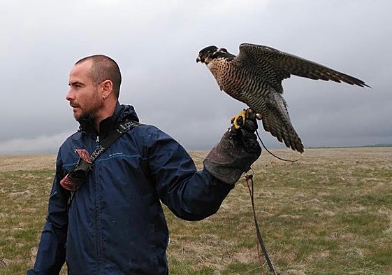 Fran Rodero, con uno de sus halcones, en la llanura esteparia de Zorita de la Frontera.
