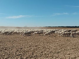Ovejas, en una parcela de patatas en Villoria.