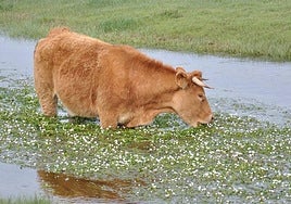 Una imagen de un temporal de lluvia en el campo.