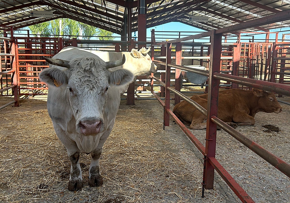 Las dos vacas que acapararon las miradas en el mercado celebrado este martes.