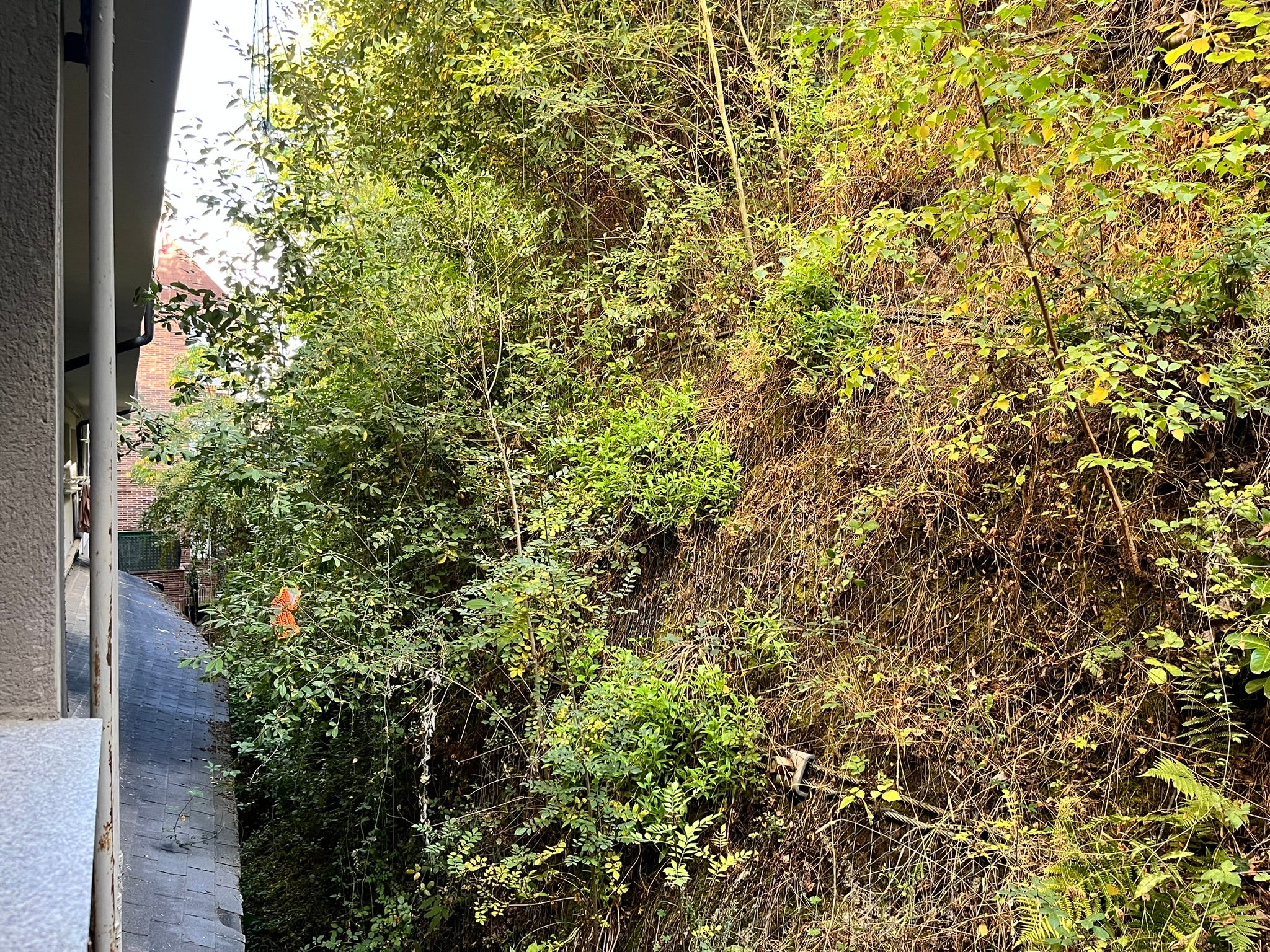 Béjar licita la limpieza del talud de la calle Arco del Monte previa a su consolidación