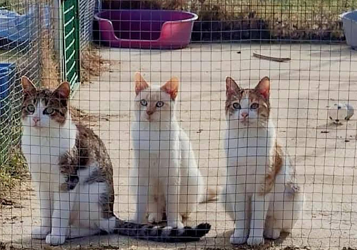 Unos gatos esperan a que les entreguen la comida.