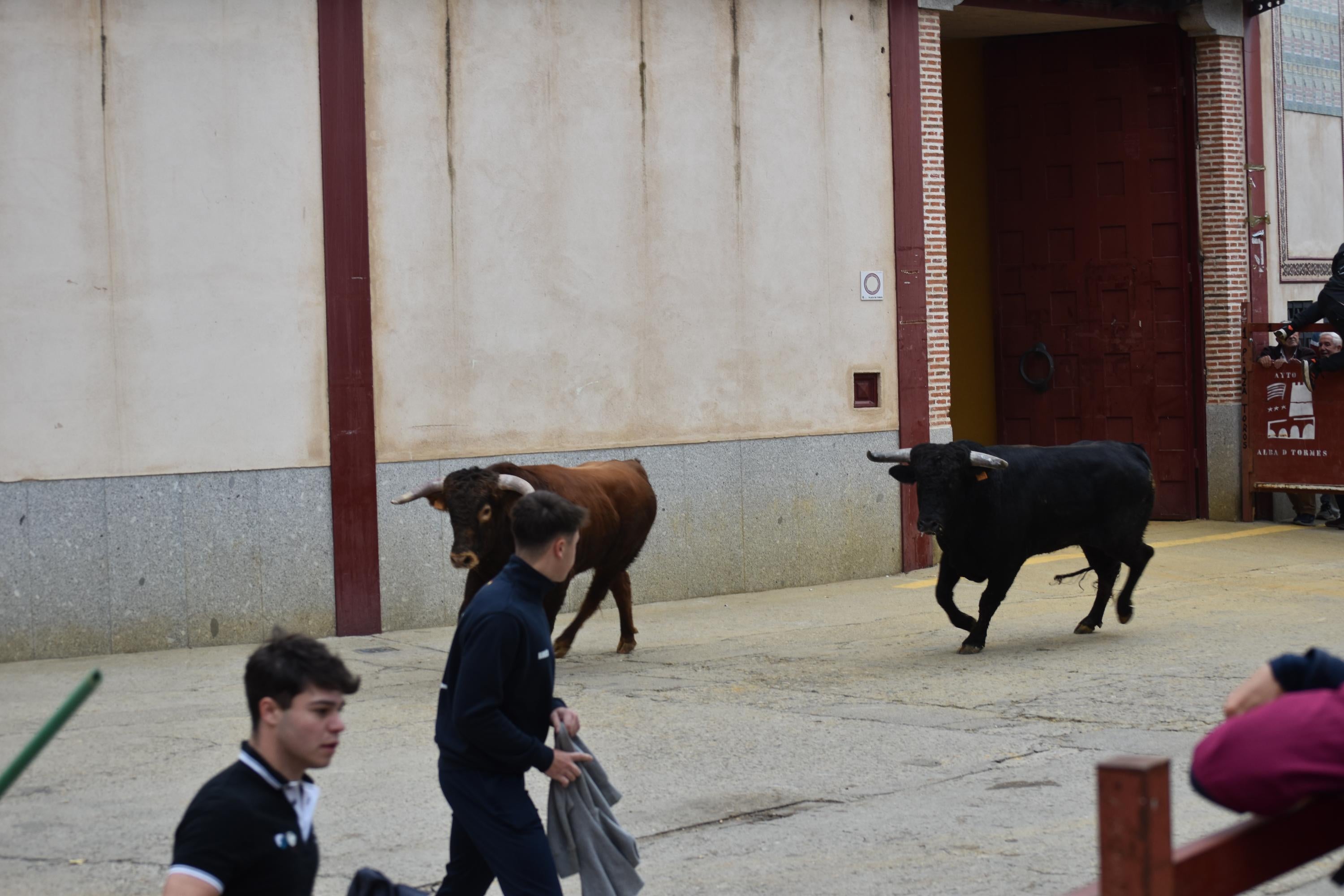 Pasión taurina que une generaciones con encierro de minibueyes y novillos en Alba de Tormes