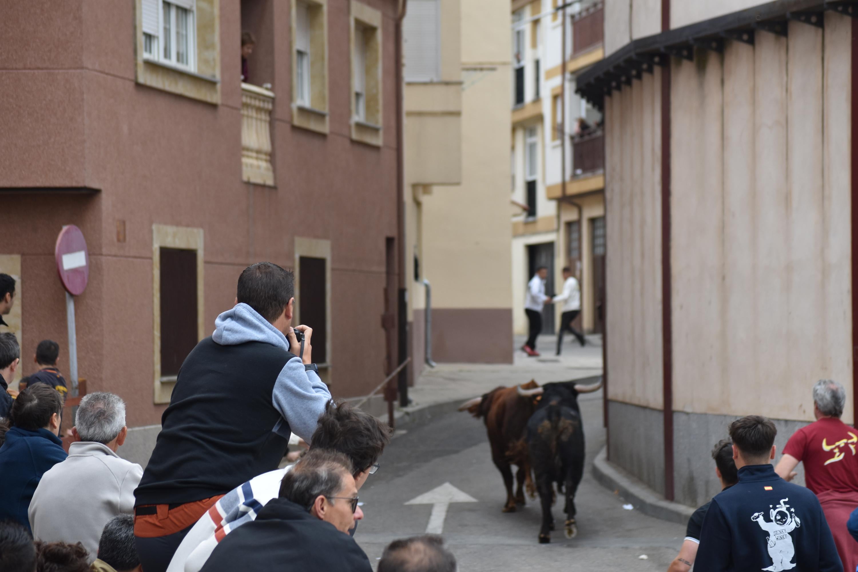 Pasión taurina que une generaciones con encierro de minibueyes y novillos en Alba de Tormes