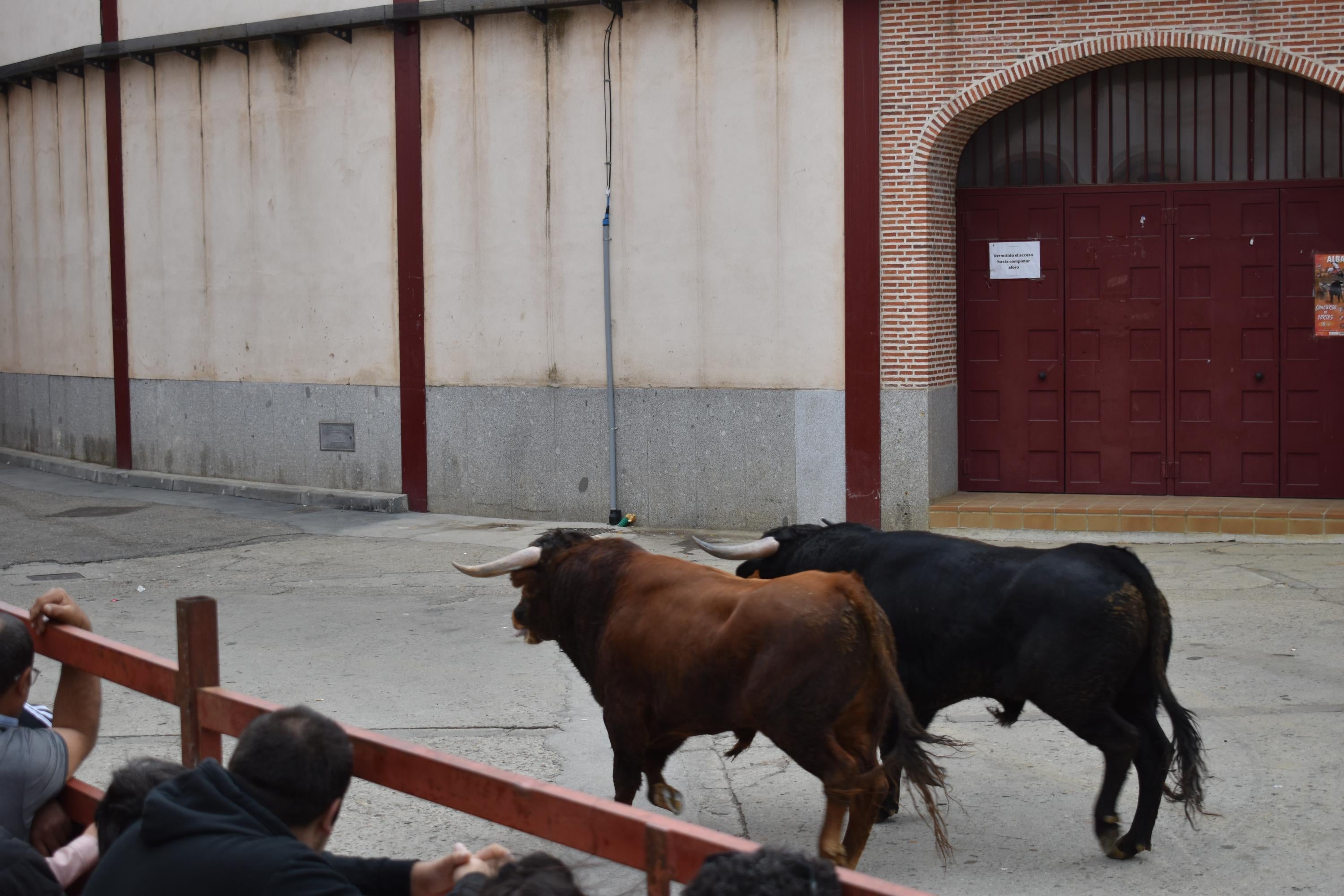 Pasión taurina que une generaciones con encierro de minibueyes y novillos en Alba de Tormes