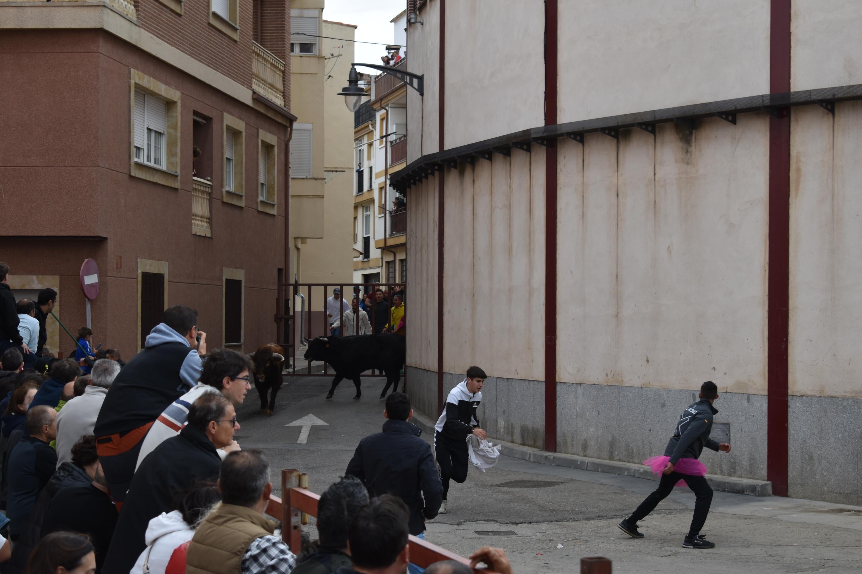Pasión taurina que une generaciones con encierro de minibueyes y novillos en Alba de Tormes
