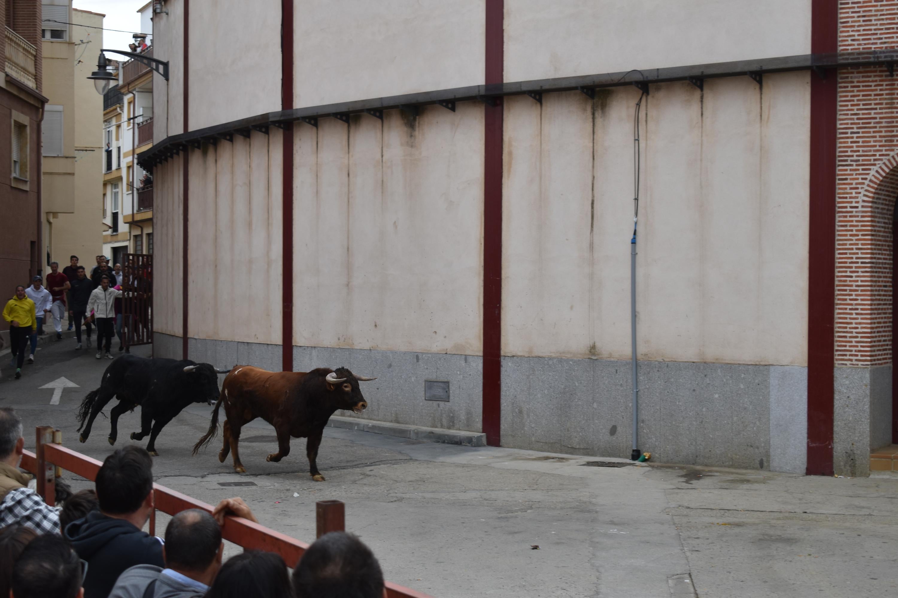 Pasión taurina que une generaciones con encierro de minibueyes y novillos en Alba de Tormes