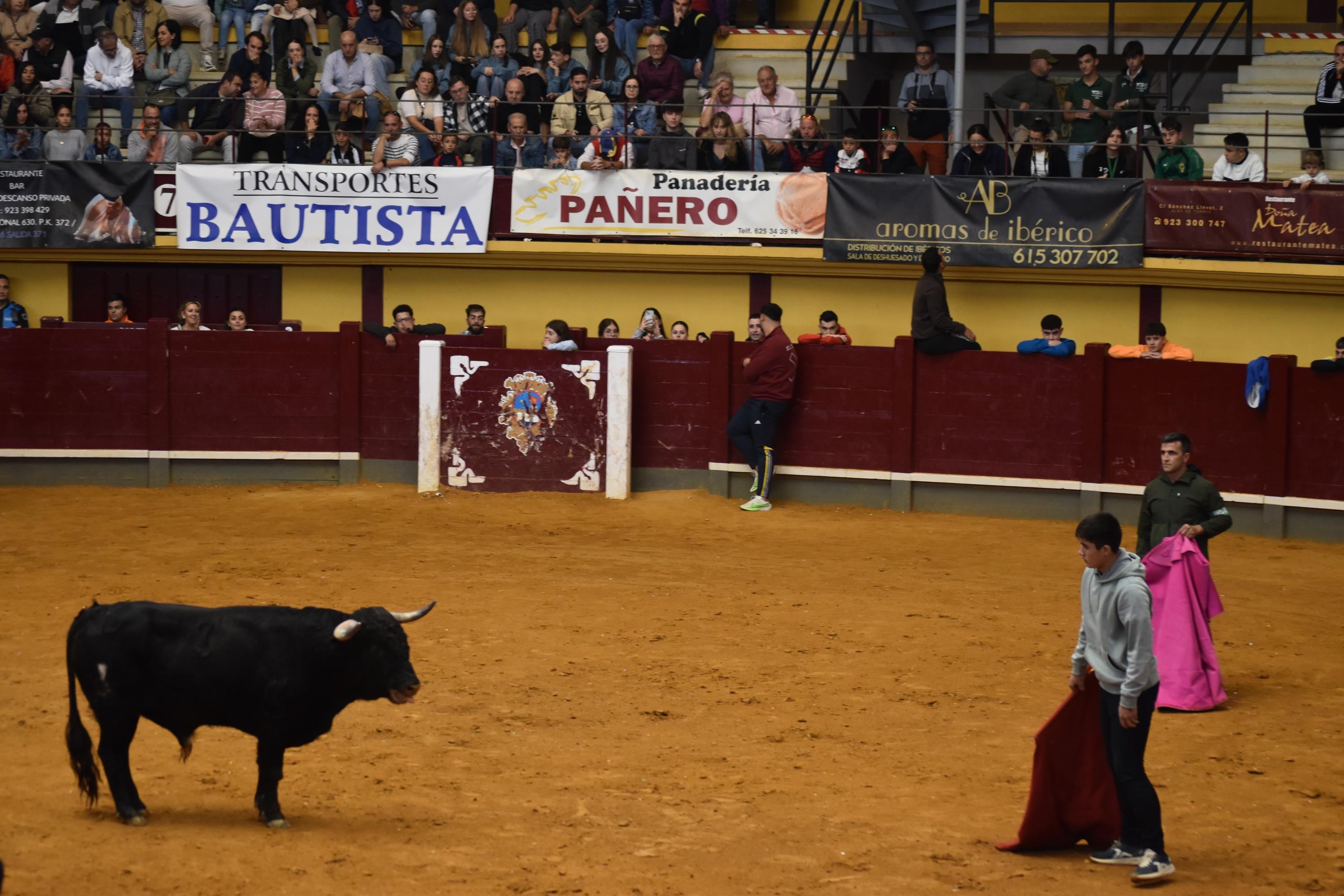 Pasión taurina que une generaciones con encierro de minibueyes y novillos en Alba de Tormes