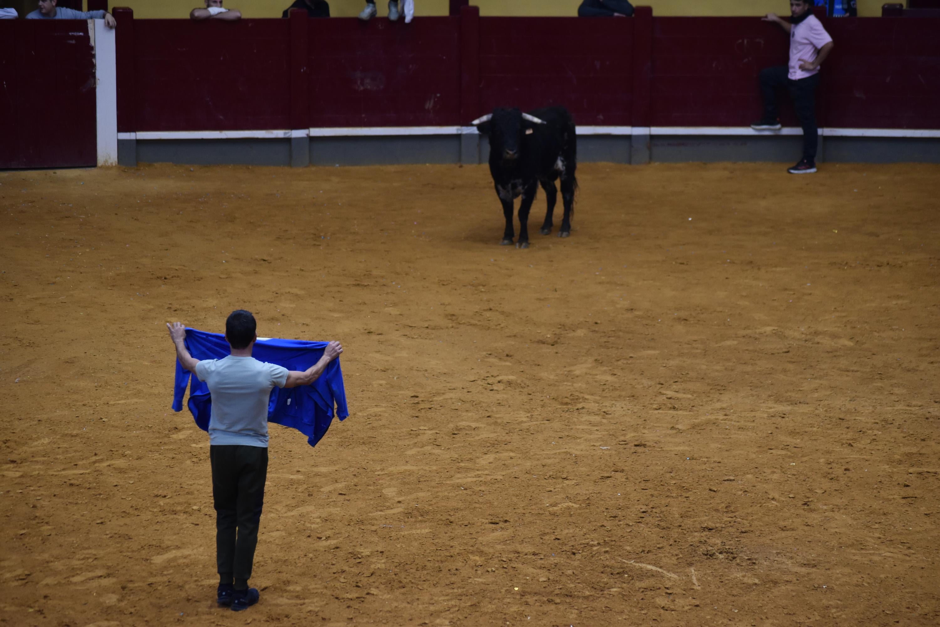 Pasión taurina que une generaciones con encierro de minibueyes y novillos en Alba de Tormes