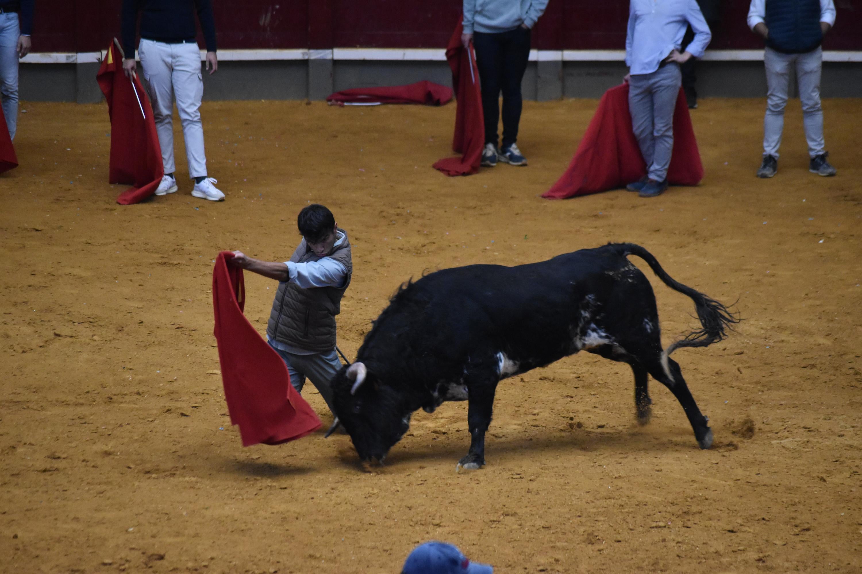 Pasión taurina que une generaciones con encierro de minibueyes y novillos en Alba de Tormes