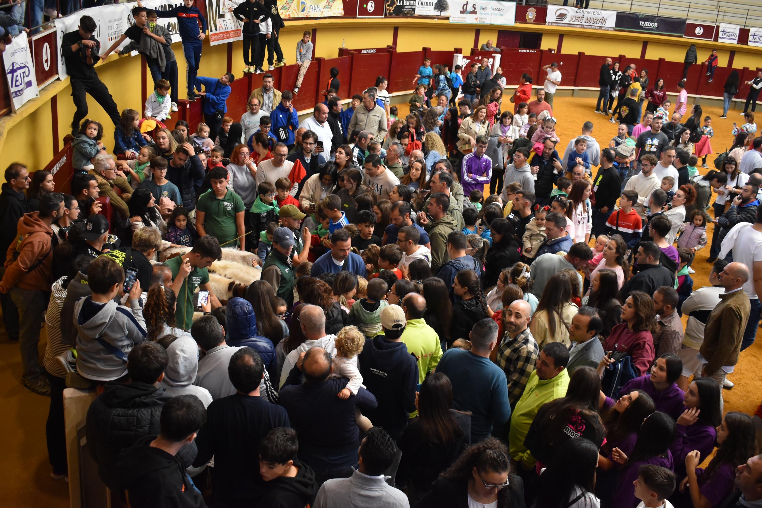 Pasión taurina que une generaciones con encierro de minibueyes y novillos en Alba de Tormes