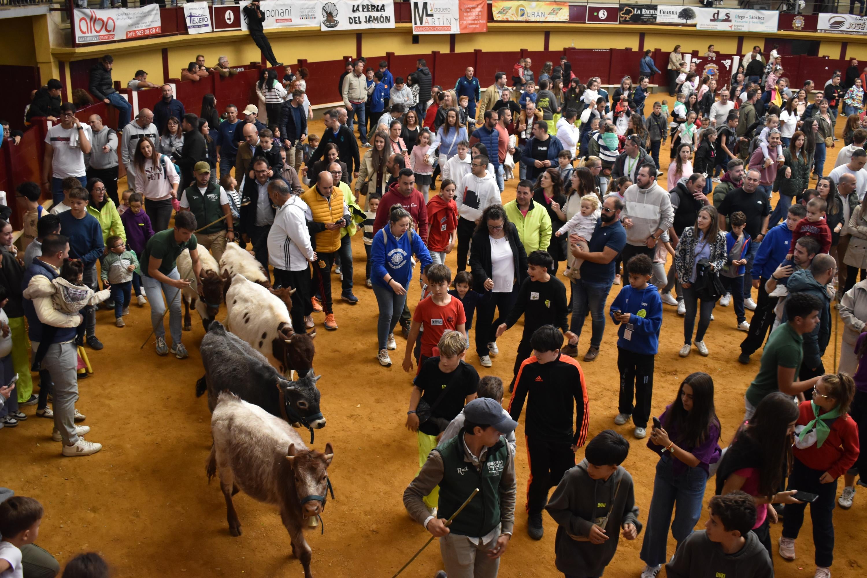 Pasión taurina que une generaciones con encierro de minibueyes y novillos en Alba de Tormes