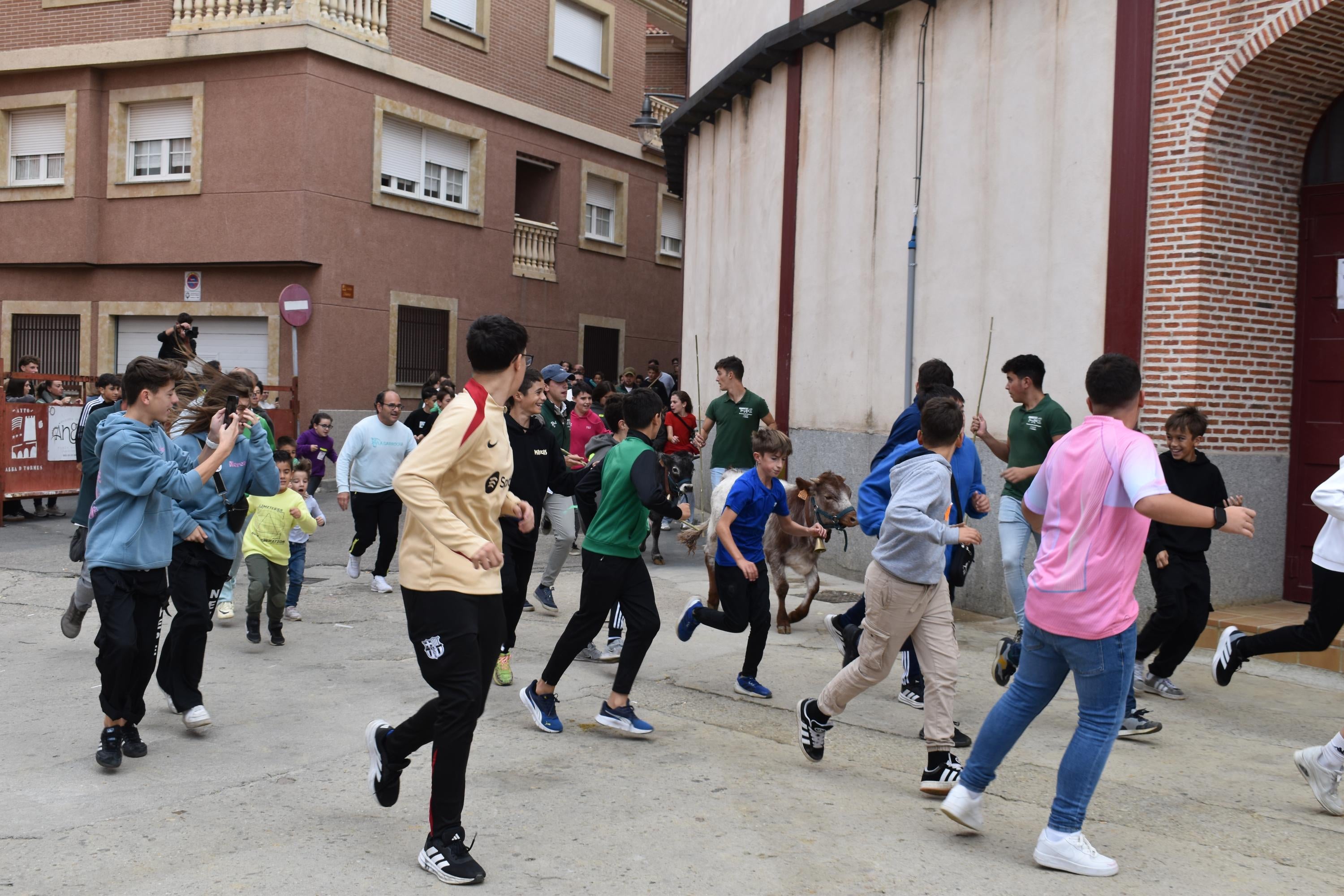 Pasión taurina que une generaciones con encierro de minibueyes y novillos en Alba de Tormes